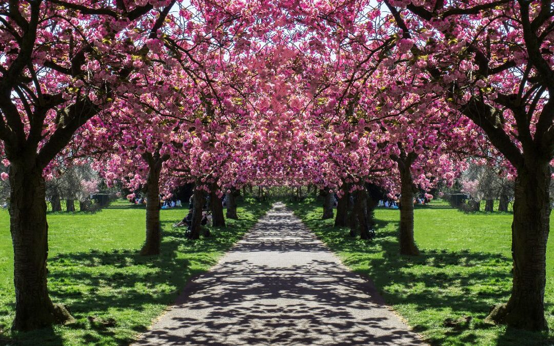 Top Spring Attractions in UK You Can Visit for Free🌸