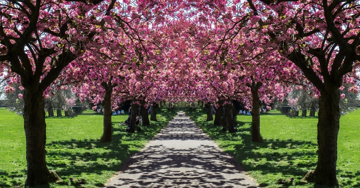 Top Spring Attractions in UK You Can Visit for Free
