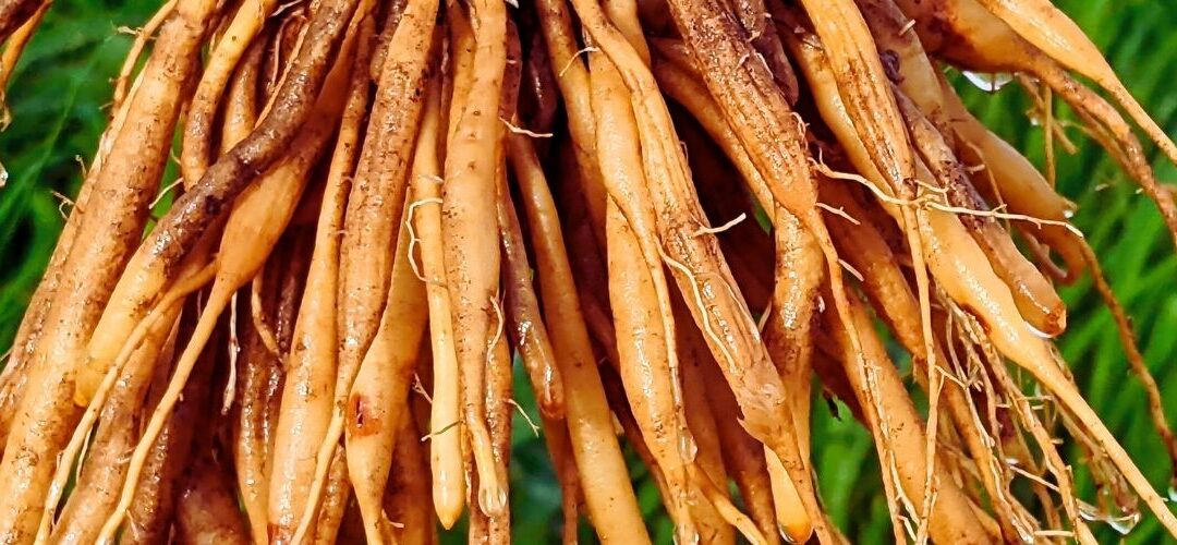 Ayurvedic Herb for Women’s Wellness – Shatavari